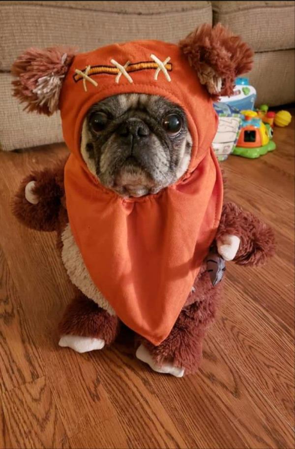 /images/uploads/pug nation rescue of los angeles/pugnation2020/entries/11174thumb.jpg